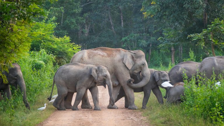 The cultural significance of elephants in Thailand