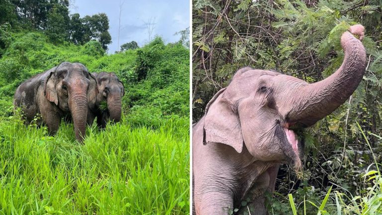 Visit Burm & Emily’s Elephant Sanctuary, Chiang Mai