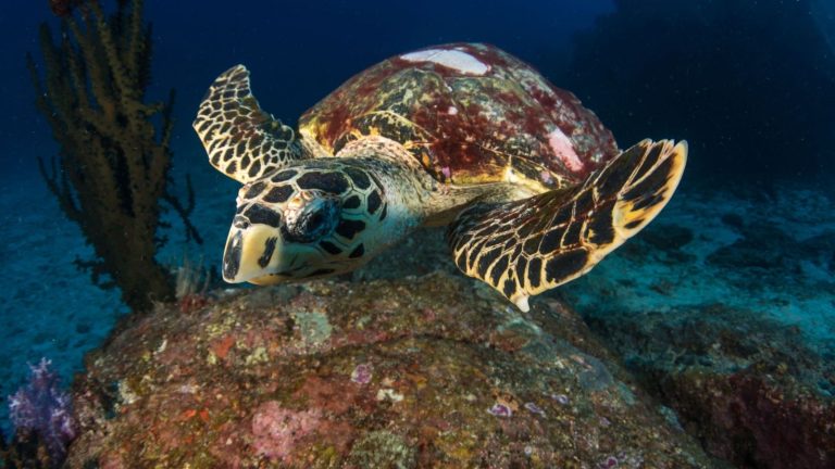 Protecting Thailand’s underwater world